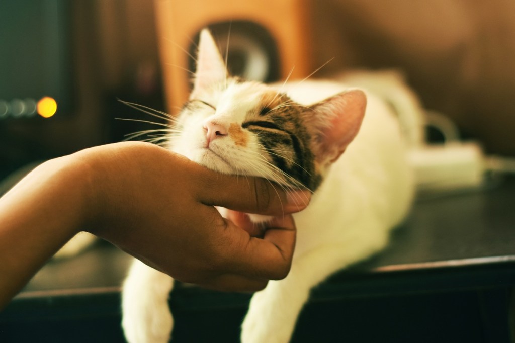 cat cafes