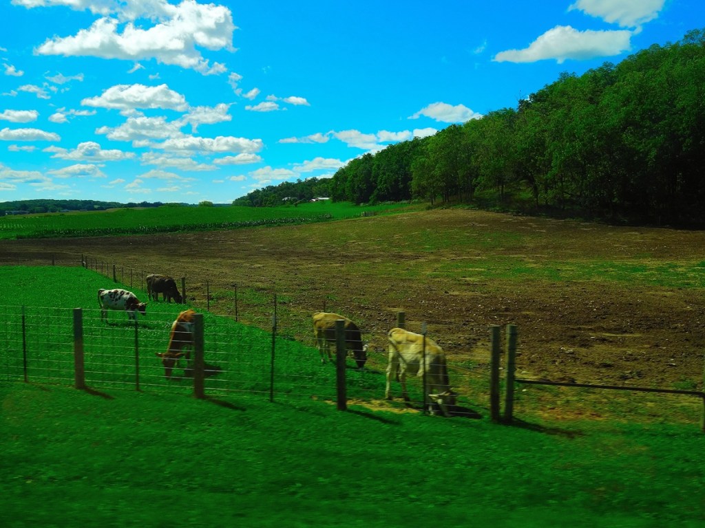 beef imports