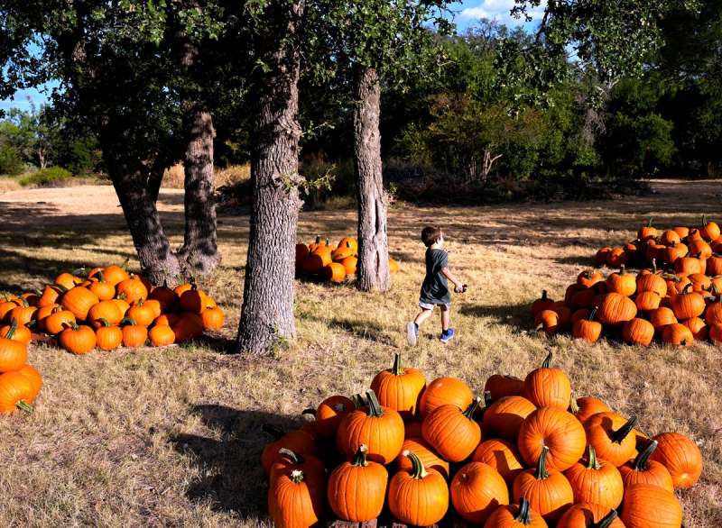 pumpkin patches in St. Cloud